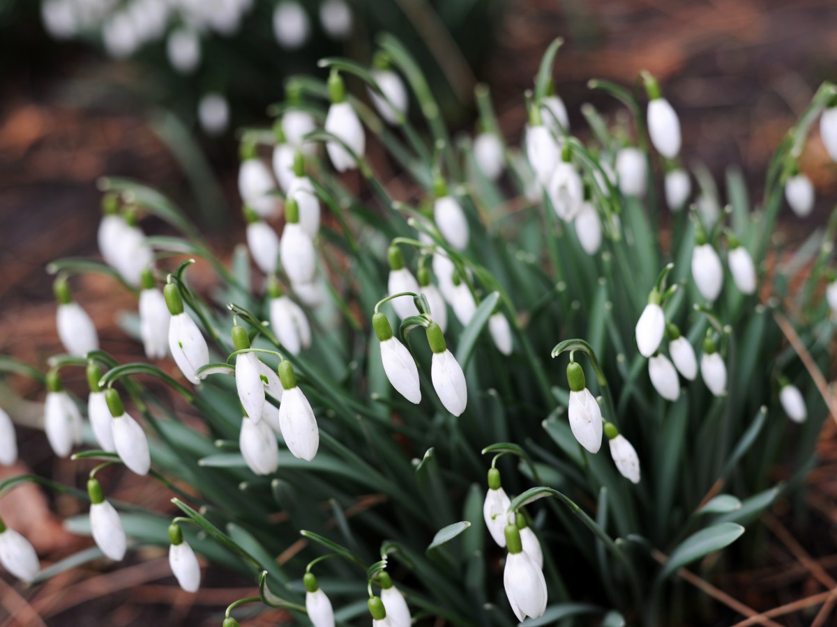 Snowdrop Garden Open&nbsp;Days