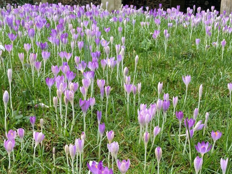 Mothering Sunday – 15th March&nbsp;2026